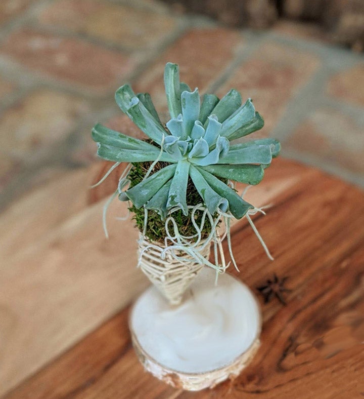 Succulent In A Handcrafted Vine Cone