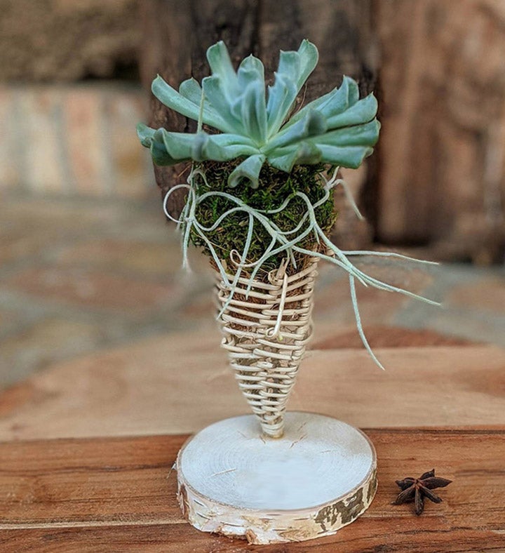 Succulent In A Handcrafted Vine Cone