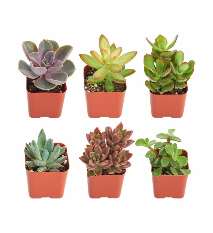 Unique 2" Mini Succulents