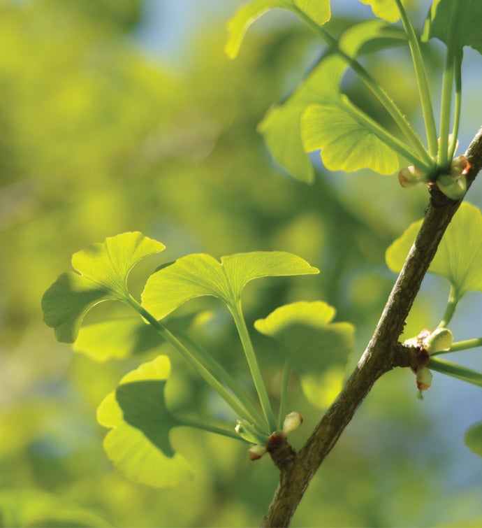 Growing ginkgo from seed