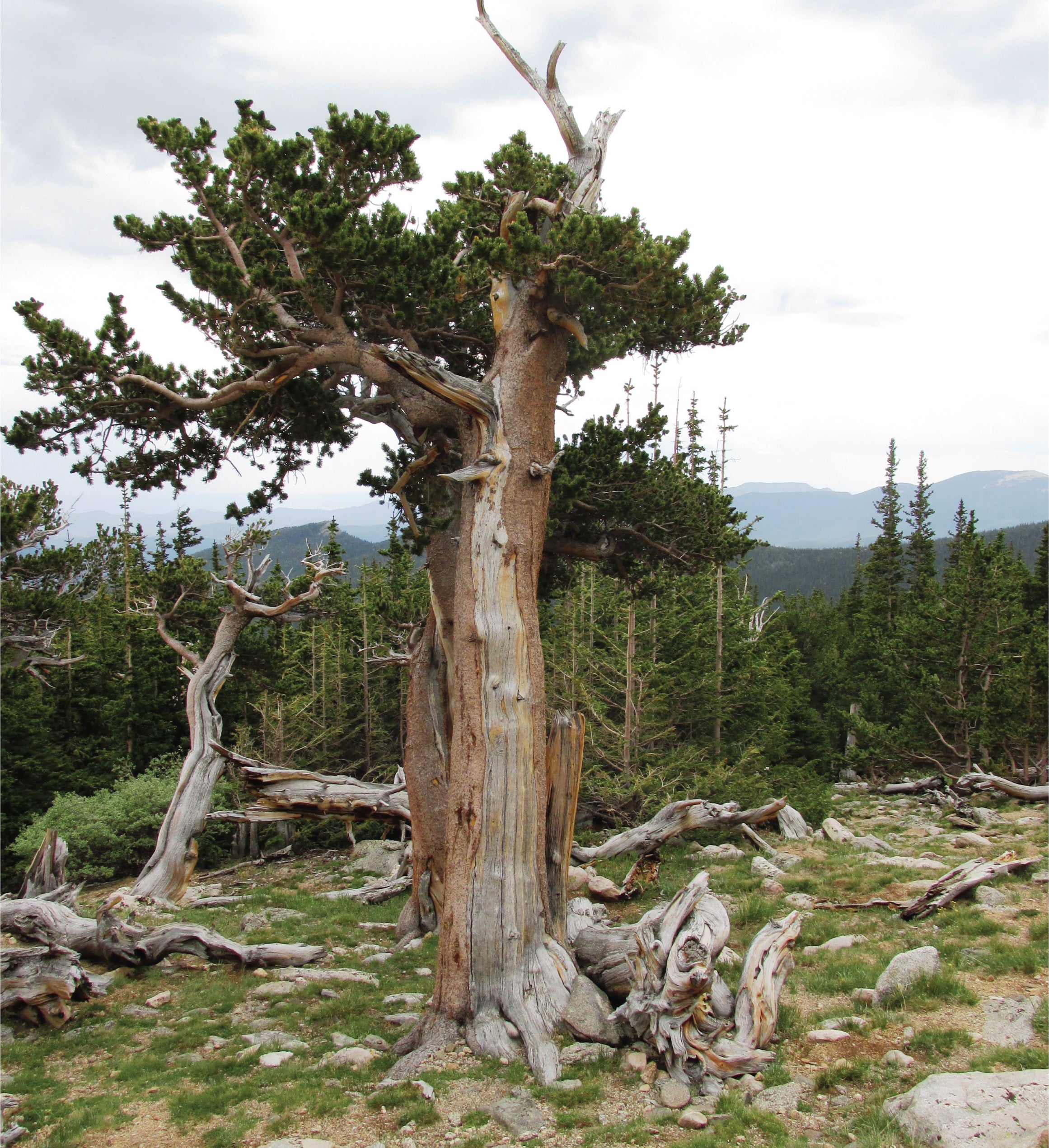 Ancient Bristlecone Pine Seed Grow Kit