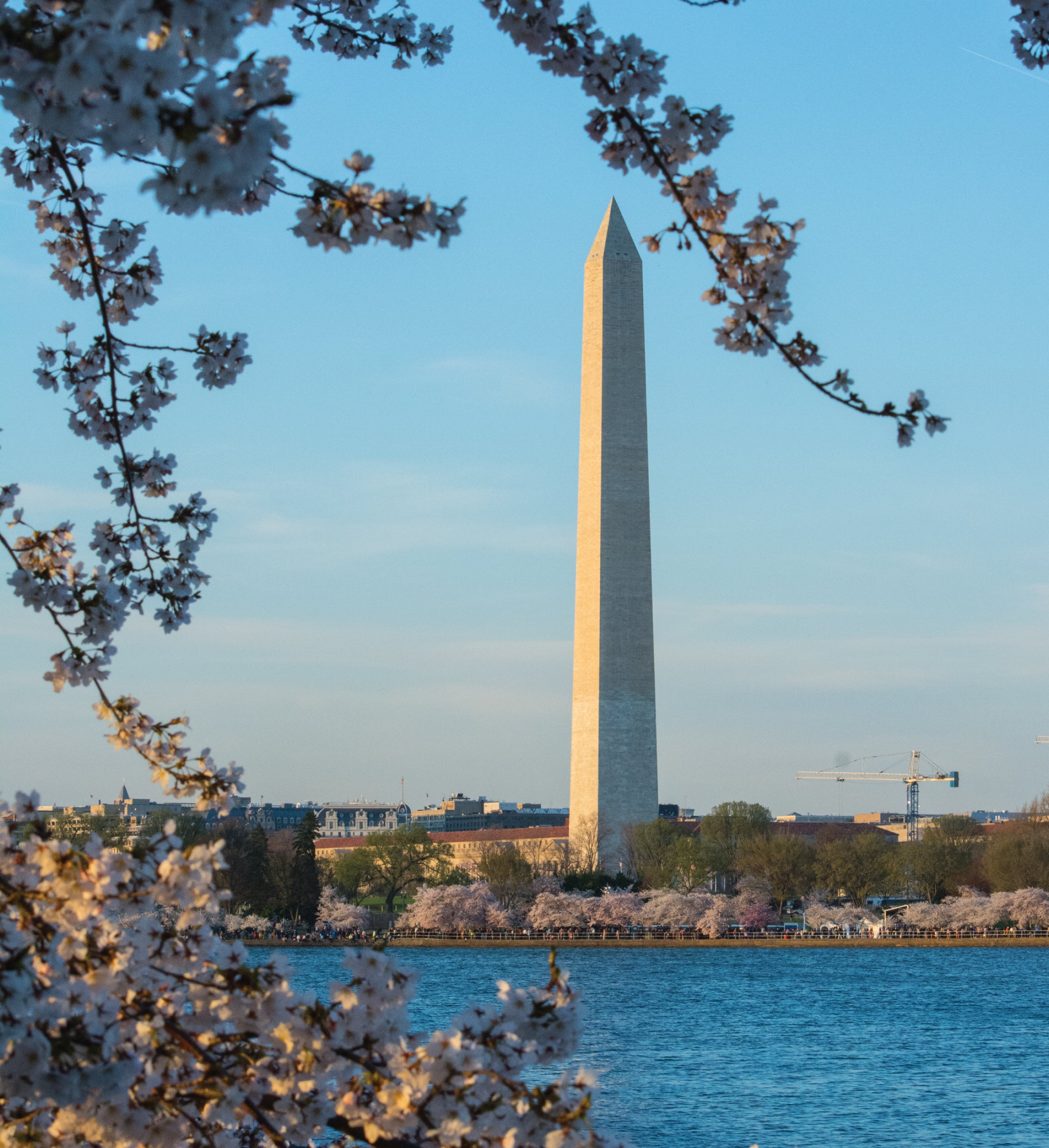 Washington D.c. Cherry Seed Grow Kit