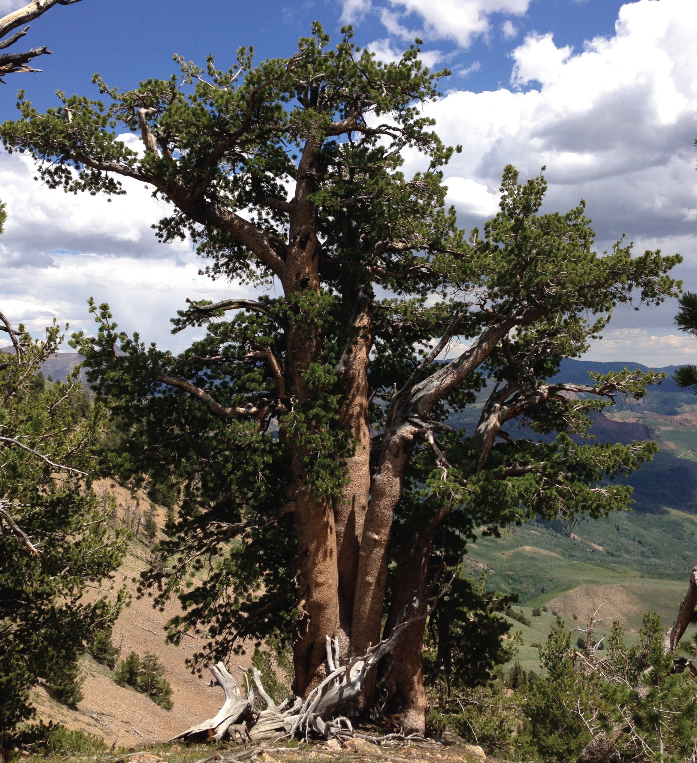 Whitebark Pine Seed Grow Kit