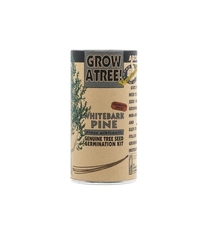 Whitebark Pine Seed Grow Kit