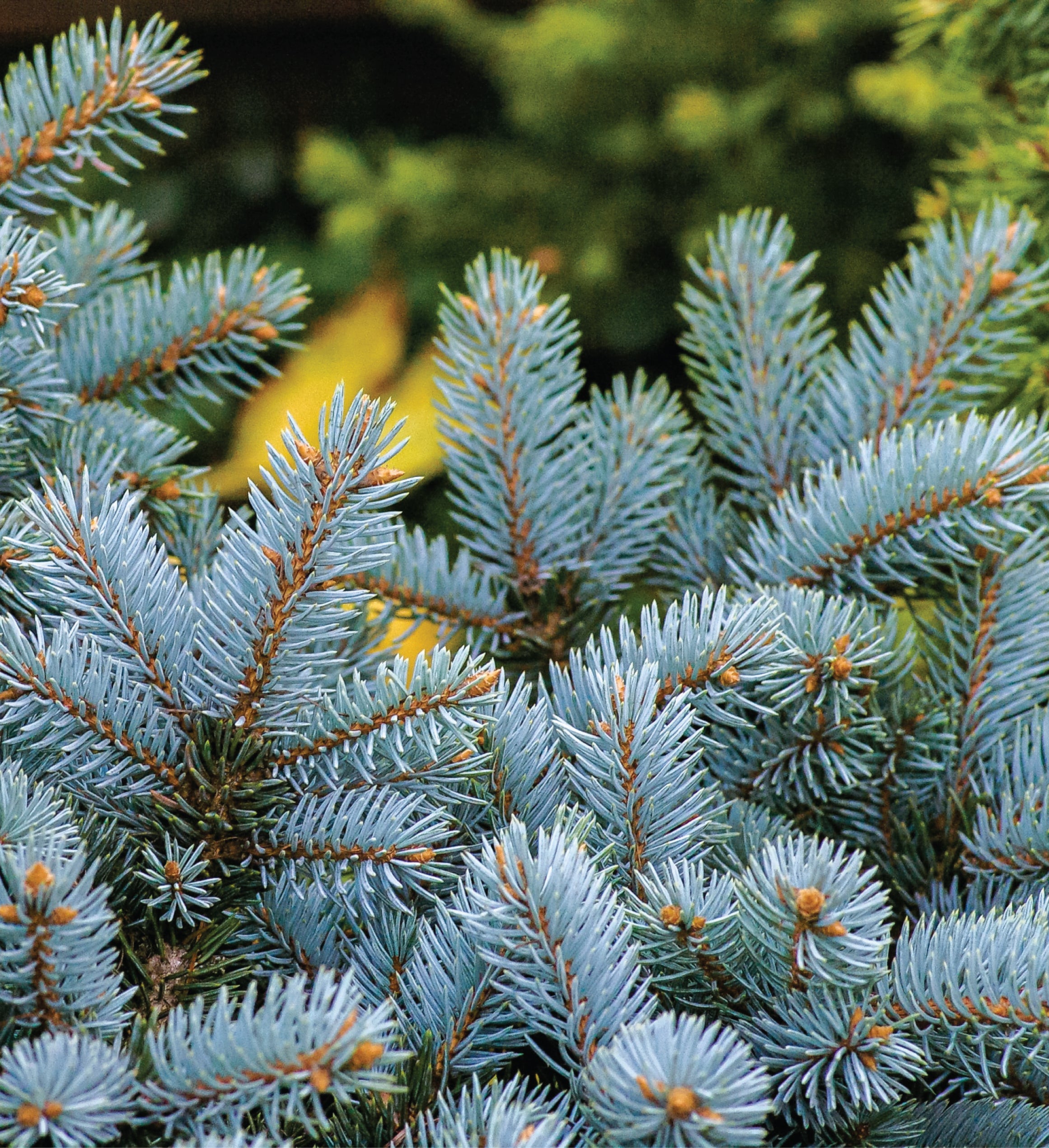 Colorado Blue Spruce Seed Grow Kit