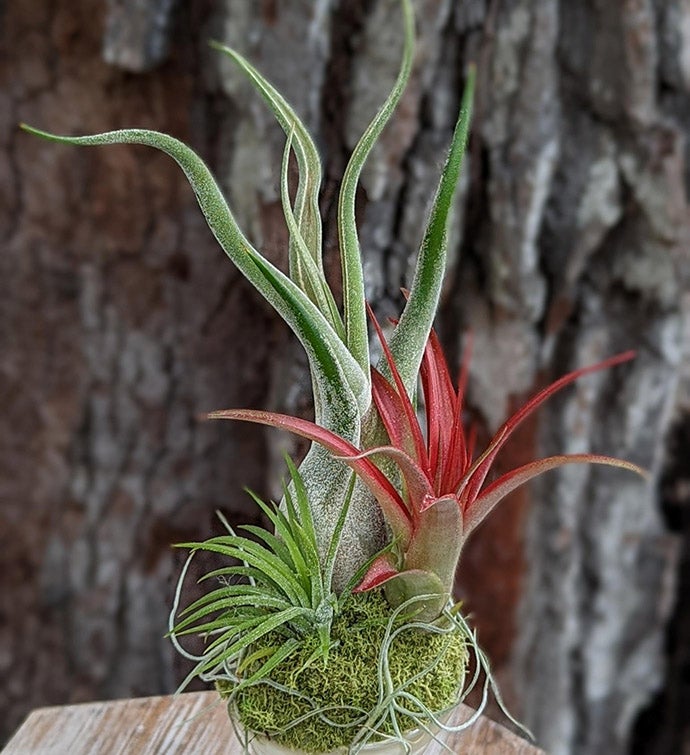 Live Air Plant With A Spiral Sea Shell