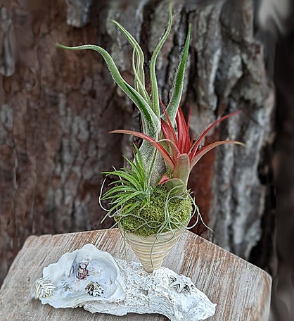 Live Air Plant With A Spiral Sea Shell