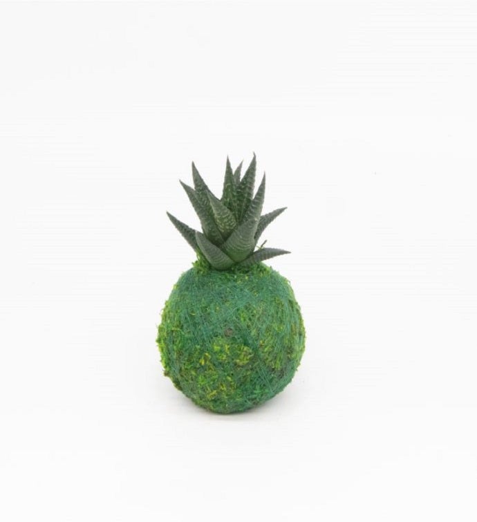 Mini Kokedamas Assorted Haworthia   Moss Ball Kokedamas