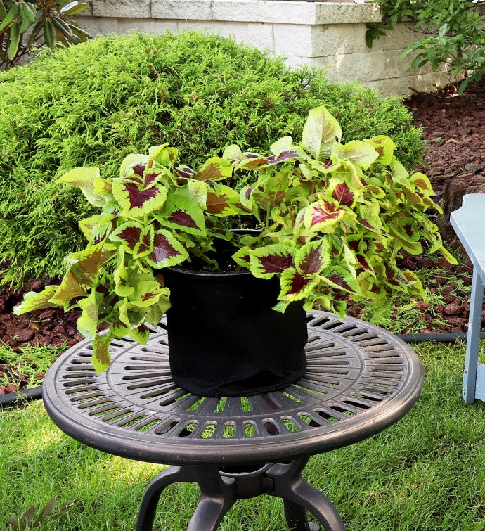 1-pack Garden Grown Bag With Handles - Non-woven Fabric - 2-gallon