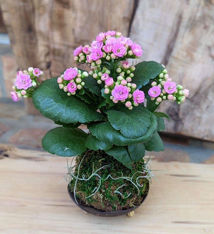 Large Potted Succulents in a Coconut Shell