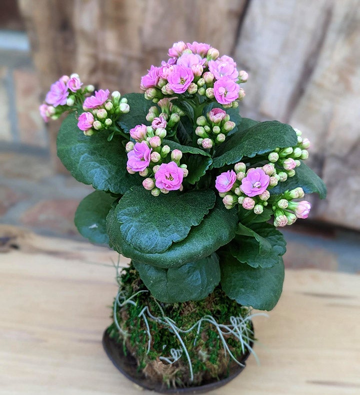 Large Potted Succulents in a Coconut Shell