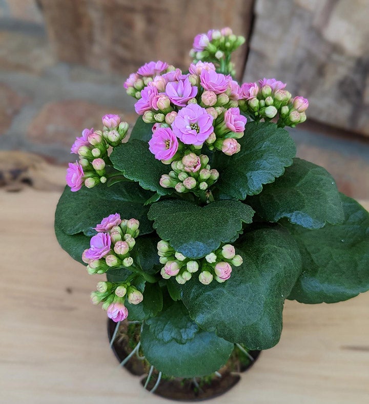 Large Potted Succulents in a Coconut Shell