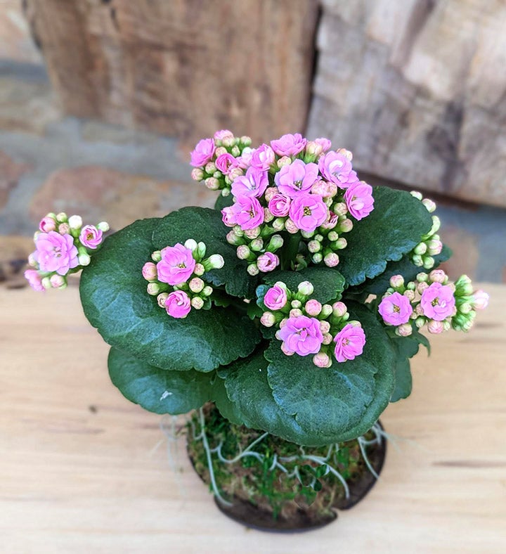 Large Potted Succulents in a Coconut Shell