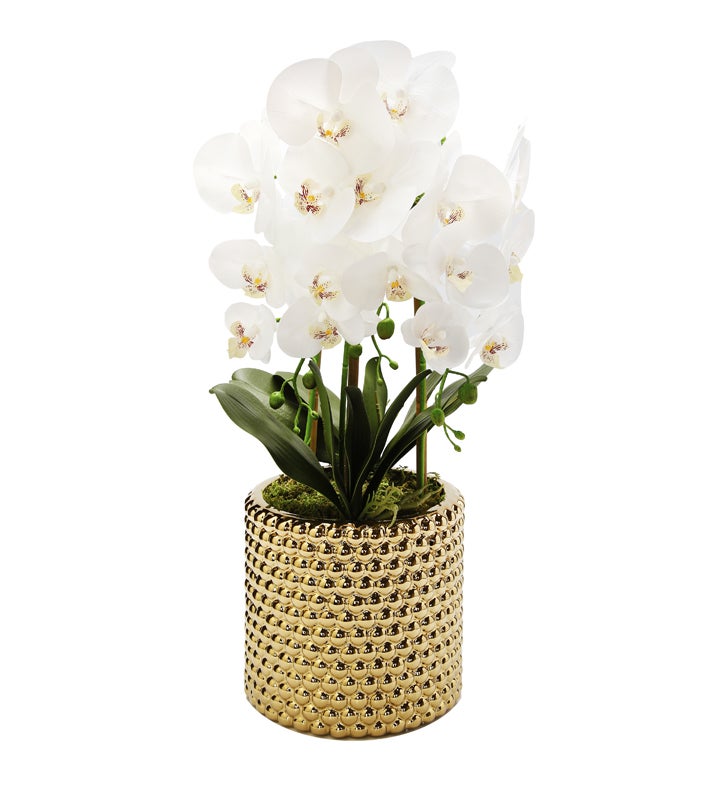 Orchid Plant In Round Gold Striped Design Vase