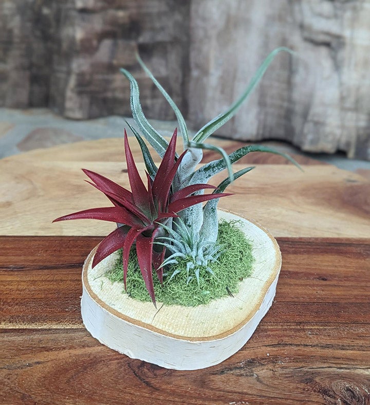 Live Air Plant Arrangement  Easy To Care