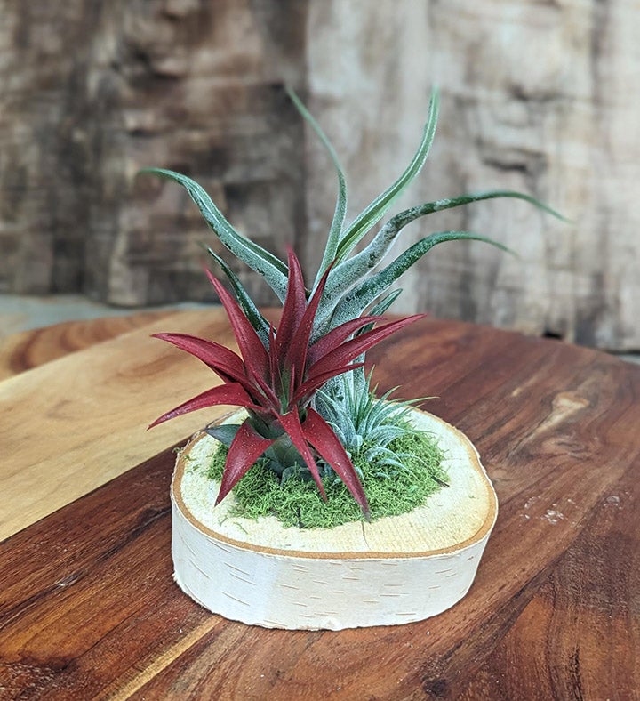 Live Air Plant Arrangement  Easy To Care