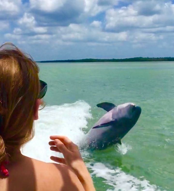 Dolphin Sightseeing And Shell Collecting Tour