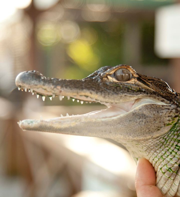 Everglades Airboat Ride And Animal Sanctuary Visit For Two- Florida