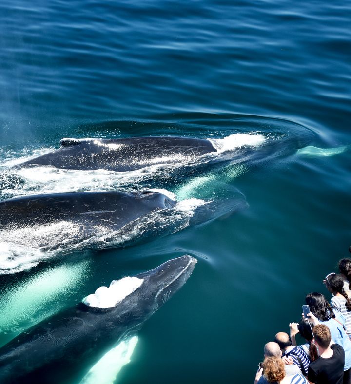 Whale Watching For Two - Massachusetts