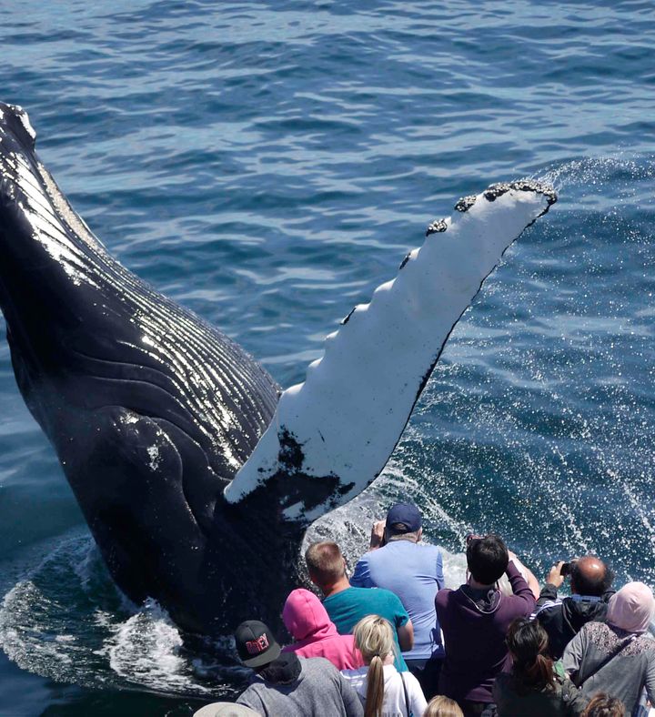 Whale Watching For Two   Massachusetts