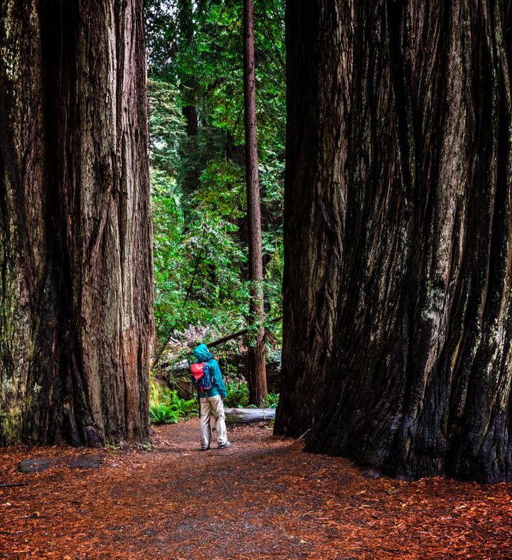 California Redwoods And Wineries Tour