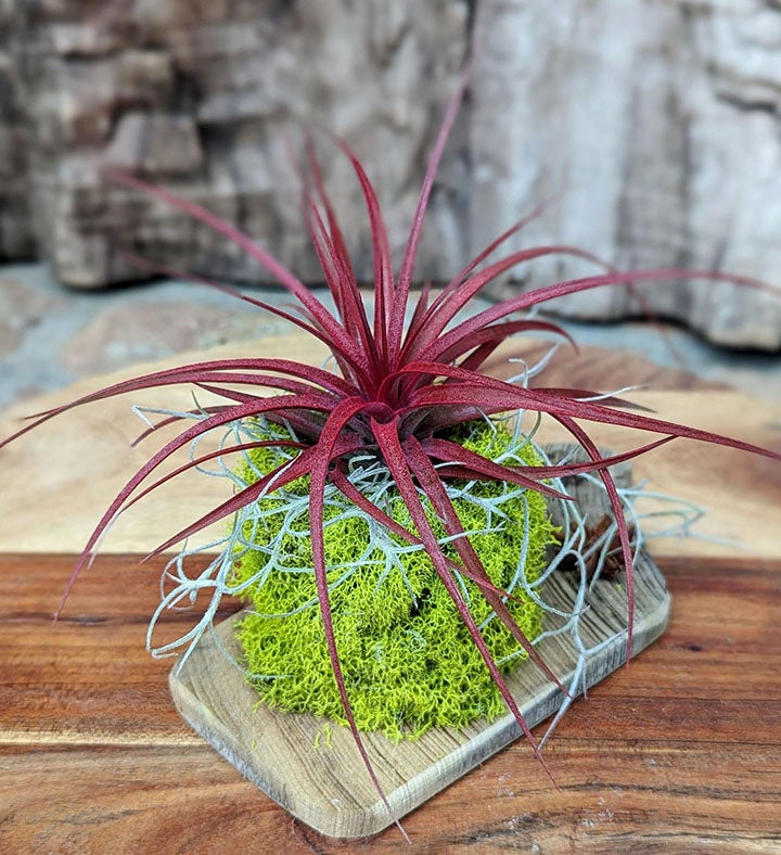 Live Red Air Plant with Driftwood and Moss