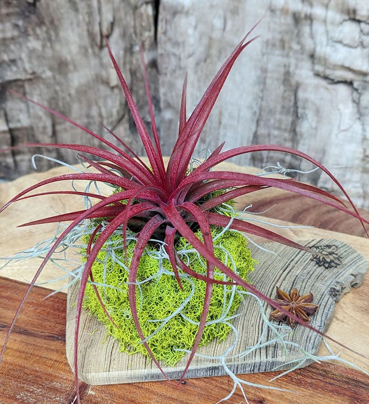 Live Red Air Plant with Driftwood and Moss