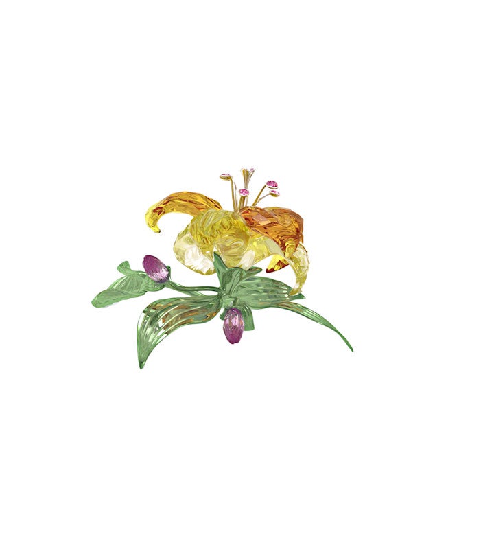 Florere Lily, Large