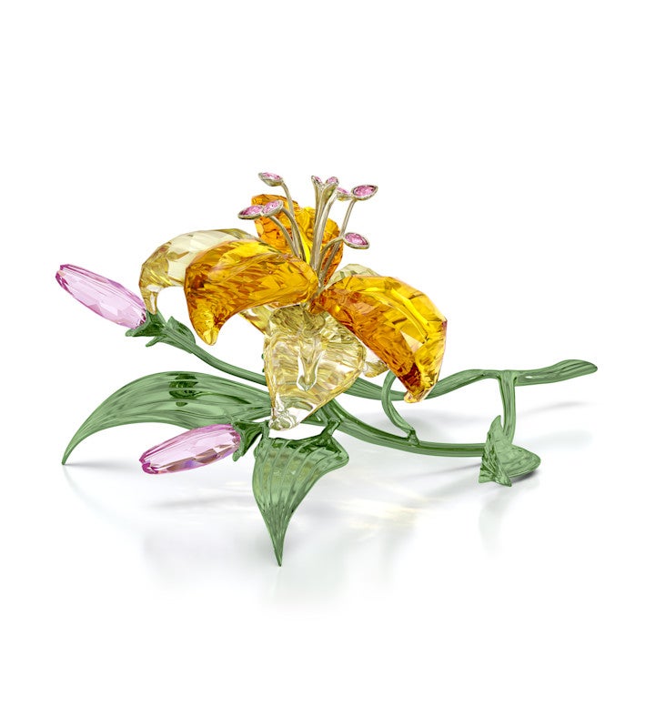 Florere Lily, Large