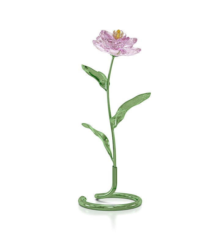 Florere Peony