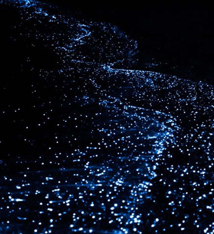 Bioluminescent Kayak Adventure In Tomales Bay For Two   San Francisco