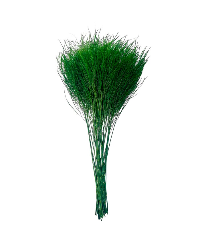 Preserved Tree (tiki) Fern