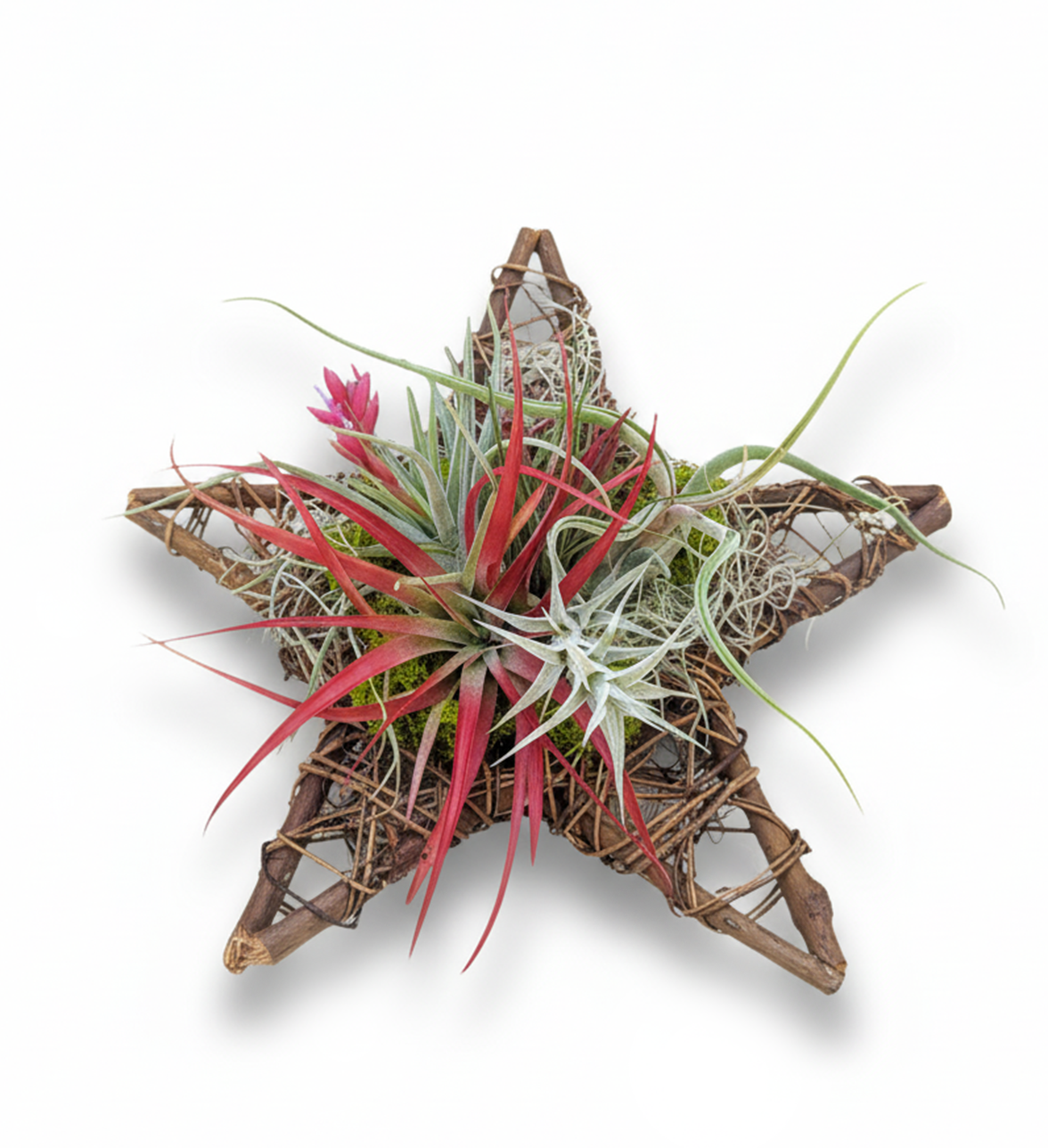 Live Air Plant Star Centerpiece & Wreath