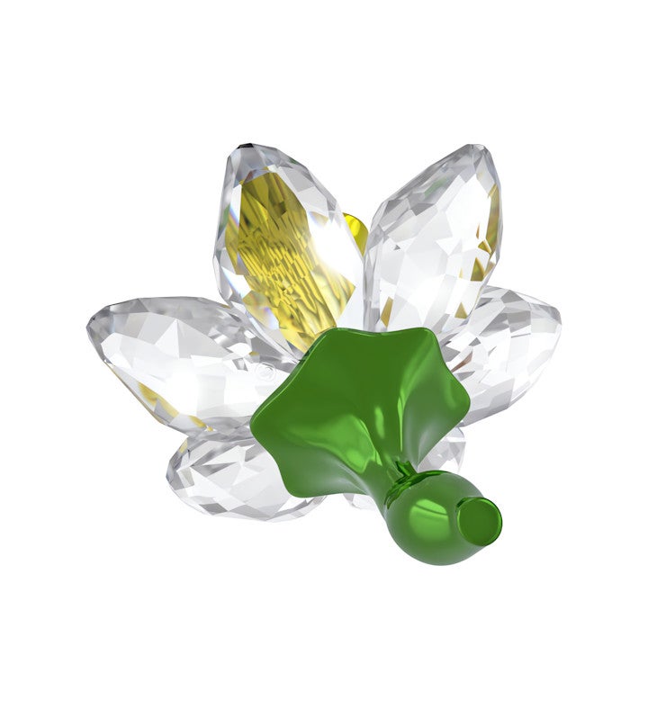Florere Daffodil