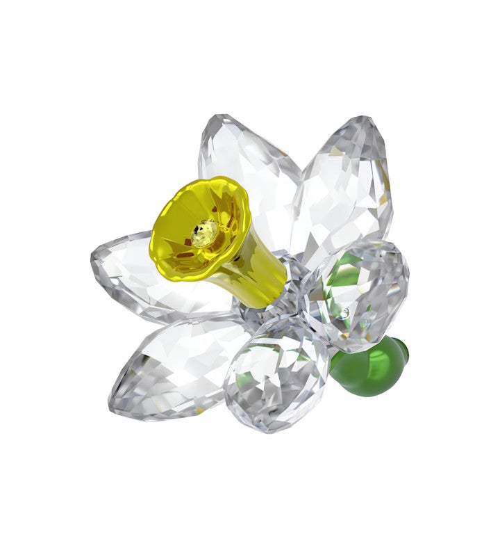 Florere Daffodil