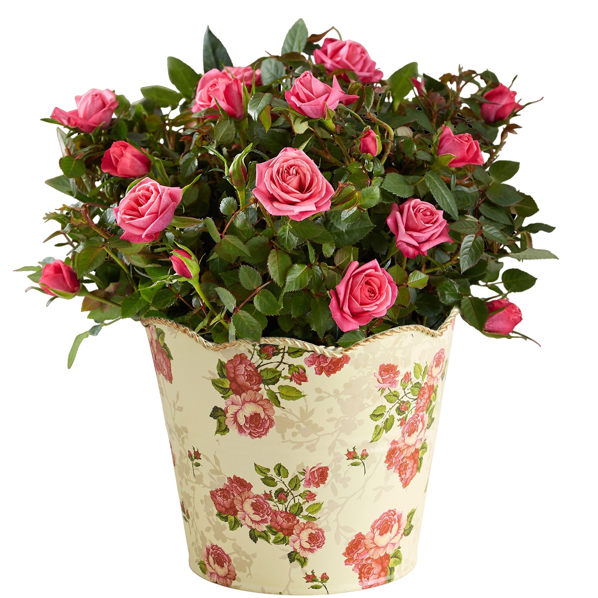 Classic Budding Rose