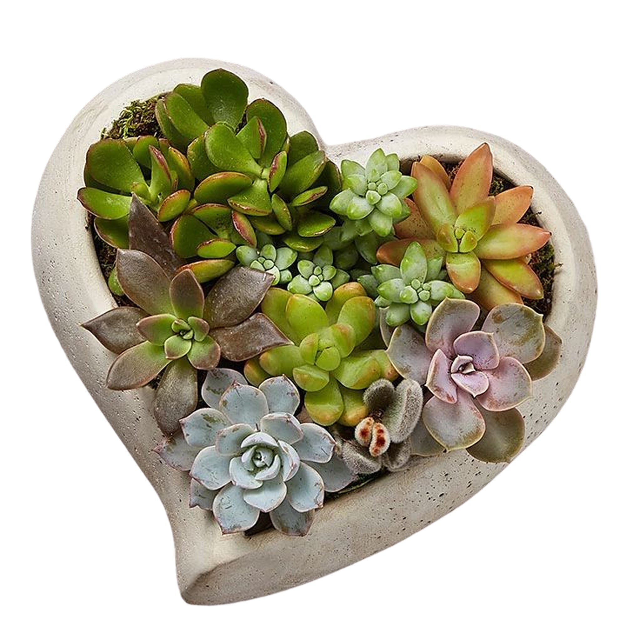 Sweet Succulent Heart Garden