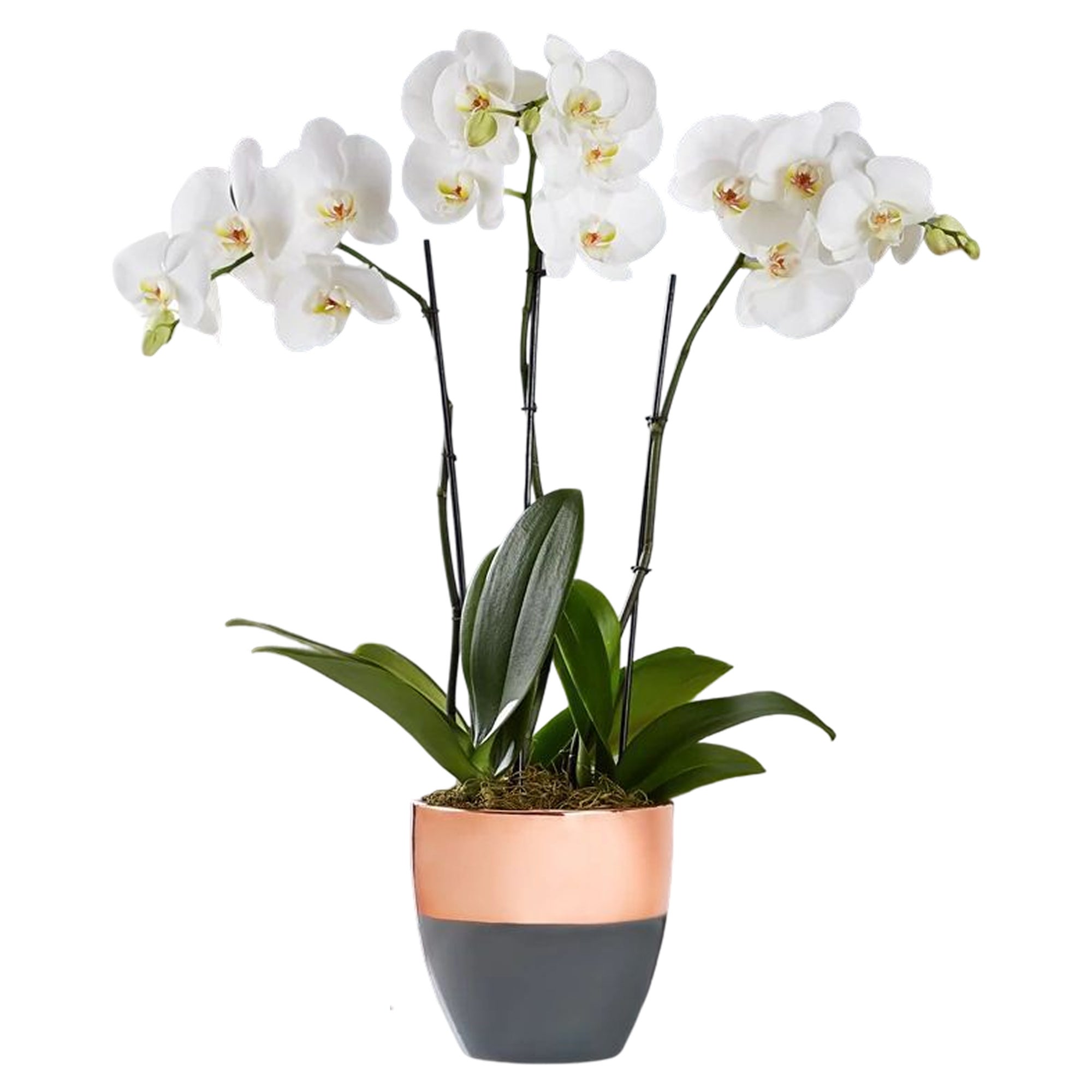 Serenity Orchid Garden