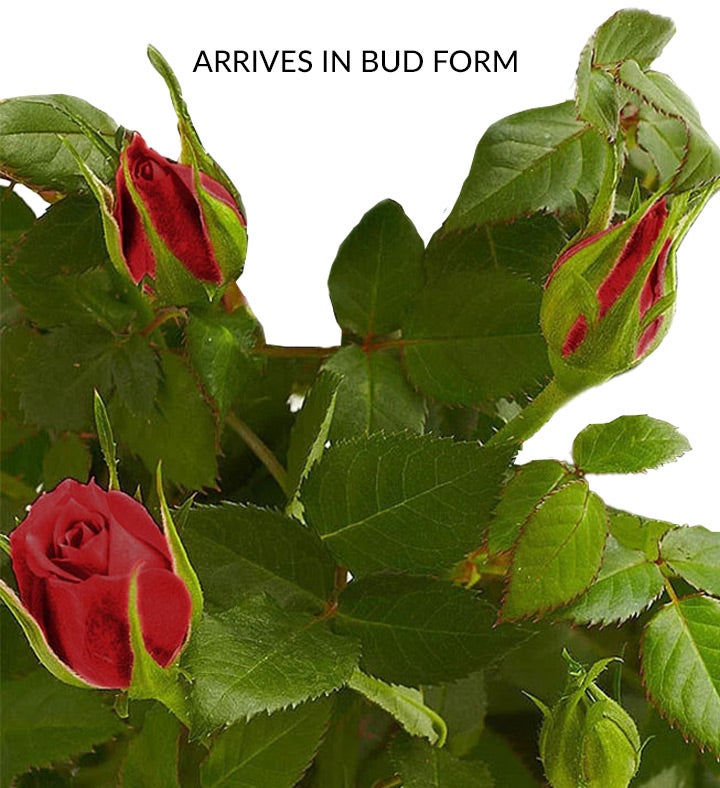 Artificial White Duchess Rose Bud 23