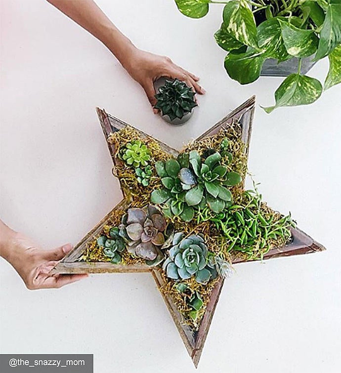 Wood Star Succulent
